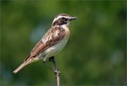 P1530598_Whinchat_male_min_56pc
