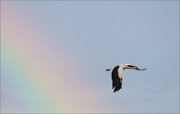 06_DSC6022_White_Stork_dare_to_rainbow_76pc