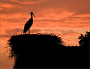 P1600700_White_Stork_on_sunset_82pc