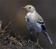01_DSC9730_White_Wagtail_on_fresh_soil_mix(from_two_photo)_107pc
