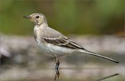 02_DSC5592_White_Wagtail_in_deep_thinking_75pc