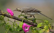 02_DSC5601_White_Wagtail_with_flowers_109pc