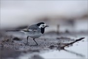 05_DSC1018_White_Wagtail_as_soon_as_possible_95pc