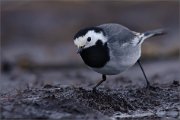 05_DSC1041_White_Wagtail_may_I_fly_in_83pc