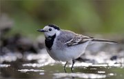 06_DSC0715_White_Wagtail_refreshing_92pc