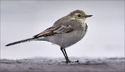 11_DSC9070_White_Wagtail_flaccidity_148pc