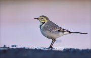 11_DSC9478_White_Wagtail_snack_94pc