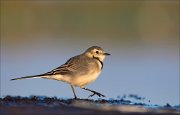 11_DSC9552_White_Wagtail_footstep_93pc