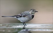 18_DSC0442_White_Wagtail_serenity_74pc