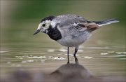 18_DSC0469_White_Wagtail_quest_67pc