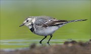 18_DSC0783_White_Wagtail_glossy_59pc