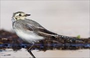 18_DSC1030_White_Wagtail_curly_81pc