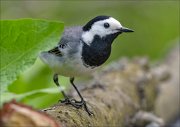 22_DSC2702_White_Wagtail_complimental_71pc