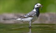 22_DSC4439_White_Wagtail_yield_91pc