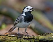 23_DSC3518_White_Wagtail_89pc