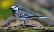 23_DSC3535_White_Wagtail_engaged_101pc