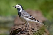 23_DSC4955_White_Wagtail_reserved_96pc