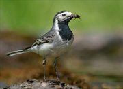 25_DSC0124_White_Wagtail_harvest_89pc