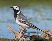 P1510408_White_Wagtail_83pc