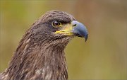 03_DSC2182_White-tailed_Eagle_his_majesty_70pc