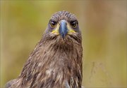 03_DSC2183_White-tailed_Eagle_full_eye-contact_78pc