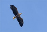 21_DSC1085_White-tailed_Eagle_sweep_27pc