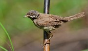 02_DSC1705_Whitethroat_and_three_leaves_85pc