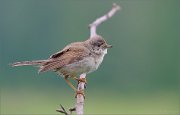 05_DSC2965_Whitethroat_young_endevaouer_90pc