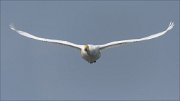 24_DSC6096_Whooper_Swan_plane_91pc