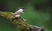 11_DSC0108_Willow_Tit_mossy_disposition_65pc