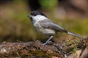 13_DSC8158_Willow_Tit_squeamish_58pc