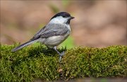 13_DSC8169_Willow_Tit_gingery_59pc