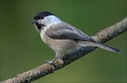 18_DSC3826_Willow_Tit_frown_65pc