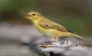02_DSC5588_Willow_Warbler_crying_on_full_power_70pc