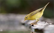 02_DSC6289_Willow_Warbler_stare_down_86pc