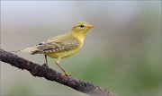 02_DSC6302_Willow_Warbler_yellowishness_71pc