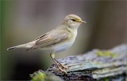 05_DSC9696_Willow_Warbler_show_off_93pc