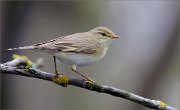 05_DSC9698_Willow_Warbler_perched_79pc