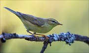 18_DSC2393_Willow_Warbler_solid_56pc
