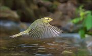 11_DSC2064_Wood_Warbler_over_the_water_86pc