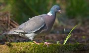 13_DSC7208_Common_Wood_Pigeon_fluffy_puffy_88pc