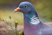 13_DSC9758_Common_Wood_Pigeon_scary_96pc