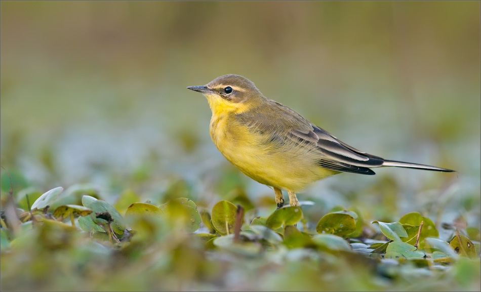 02_DSC8431_Yellow_Wagtail_in_marsh_conditions_72pc.jpg