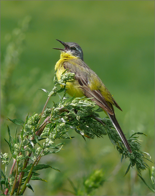 P1320074_song_of_wagtail.jpg