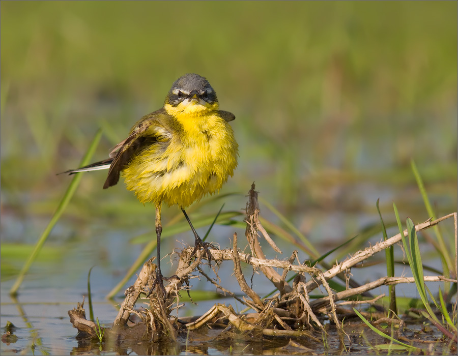 P1510803_Yellow_wagtail_anface-full_face-_74pc.jpg