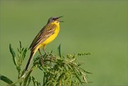 01_DSC5795_Yellow_Wagtail_the_song_70pc2x