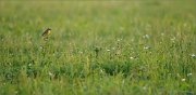 01_DSC6512_Yellow_Wagtail_green_panscape_73pc