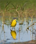 P1510411_Yellow_Wagtail_and_water_plants_60pc
