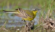 P1510770_yellow_wagtail_cleanning_up2_64pc