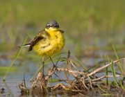 P1510803_Yellow_wagtail_anface-full_face-_74pc